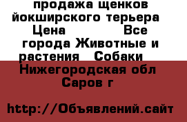 продажа щенков йокширского терьера › Цена ­ 25 000 - Все города Животные и растения » Собаки   . Нижегородская обл.,Саров г.